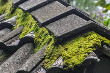 roof cleaning and moss removal in Essex